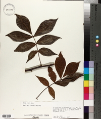 Carya ovalis image