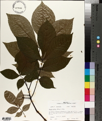 Carya ovalis image