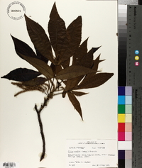 Carya ovalis image