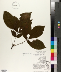 Carya ovalis image