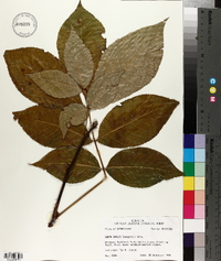 Carya ovalis image
