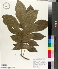 Carya myristiciformis image