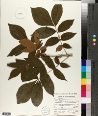 Carya myristiciformis image