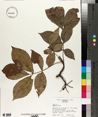 Carya texana image