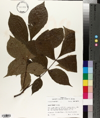 Carya texana image