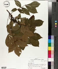 Carya texana image