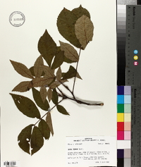 Carya texana image