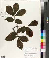 Carya texana image