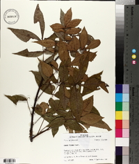 Carya texana image