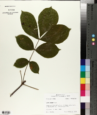 Carya texana image
