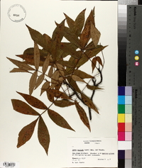 Carya pallida image