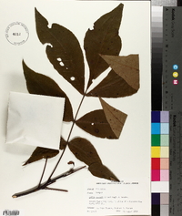 Carya pallida image