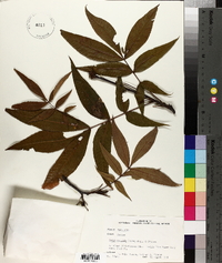 Carya pallida image