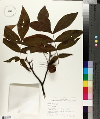 Carya pallida image