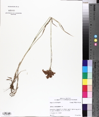 Juncus biflorus image