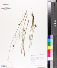 Juncus confusus image
