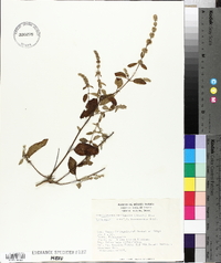 Asterohyptis stellulata image