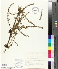 Asterohyptis mociniana image