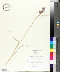 Allium carinatum image
