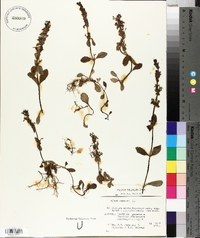 Ajuga reptans image