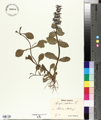 Ajuga reptans image