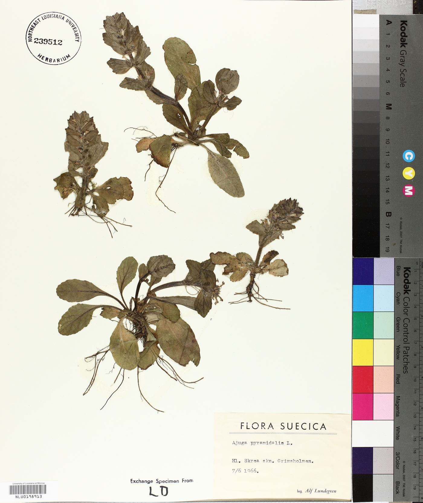 Ajuga pyramidalis image