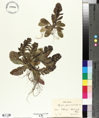 Ajuga pyramidalis image