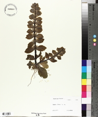Ajuga pyramidalis image