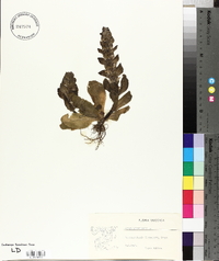 Ajuga pyramidalis image