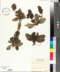Ajuga pyramidalis image