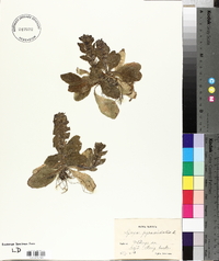 Ajuga pyramidalis image