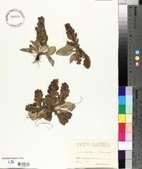 Ajuga pyramidalis image