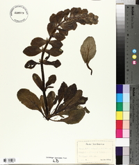Ajuga pyramidalis image
