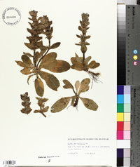 Ajuga pyramidalis image