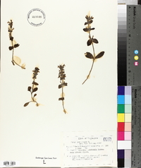Ajuga genevensis image