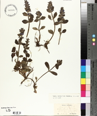 Ajuga genevensis image
