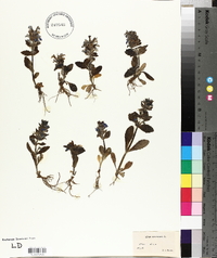Ajuga genevensis image