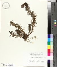 Ajuga chamaepitys image