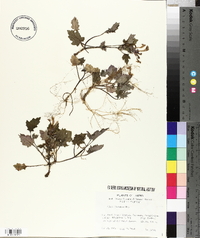 Ajuga japonica image
