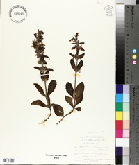 Ajuga ophrydis image