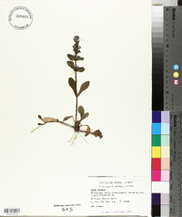Ajuga reptans image