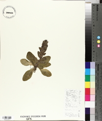 Ajuga pyramidalis image