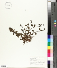 Ajuga reptans image