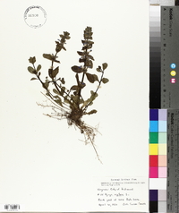Ajuga reptans image