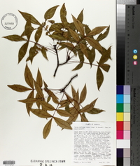 Carya pallida image