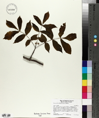 Carya pallida image
