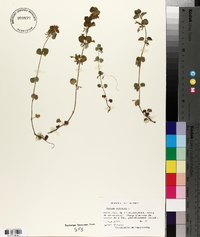 Glecoma hederacea image