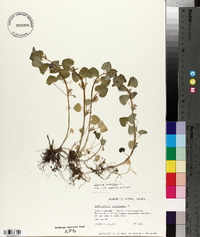 Hydrocotyle americana image