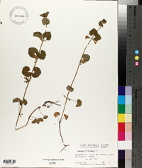 Glecoma hederacea image