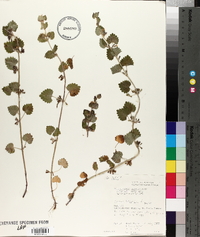 Glecoma hederacea image